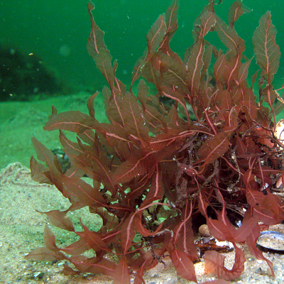 Der Blutrote Meerampfer ist eine Rotalge, die ausschließlich im Meer vorkommt. Foto: Dr. Dirk Schories