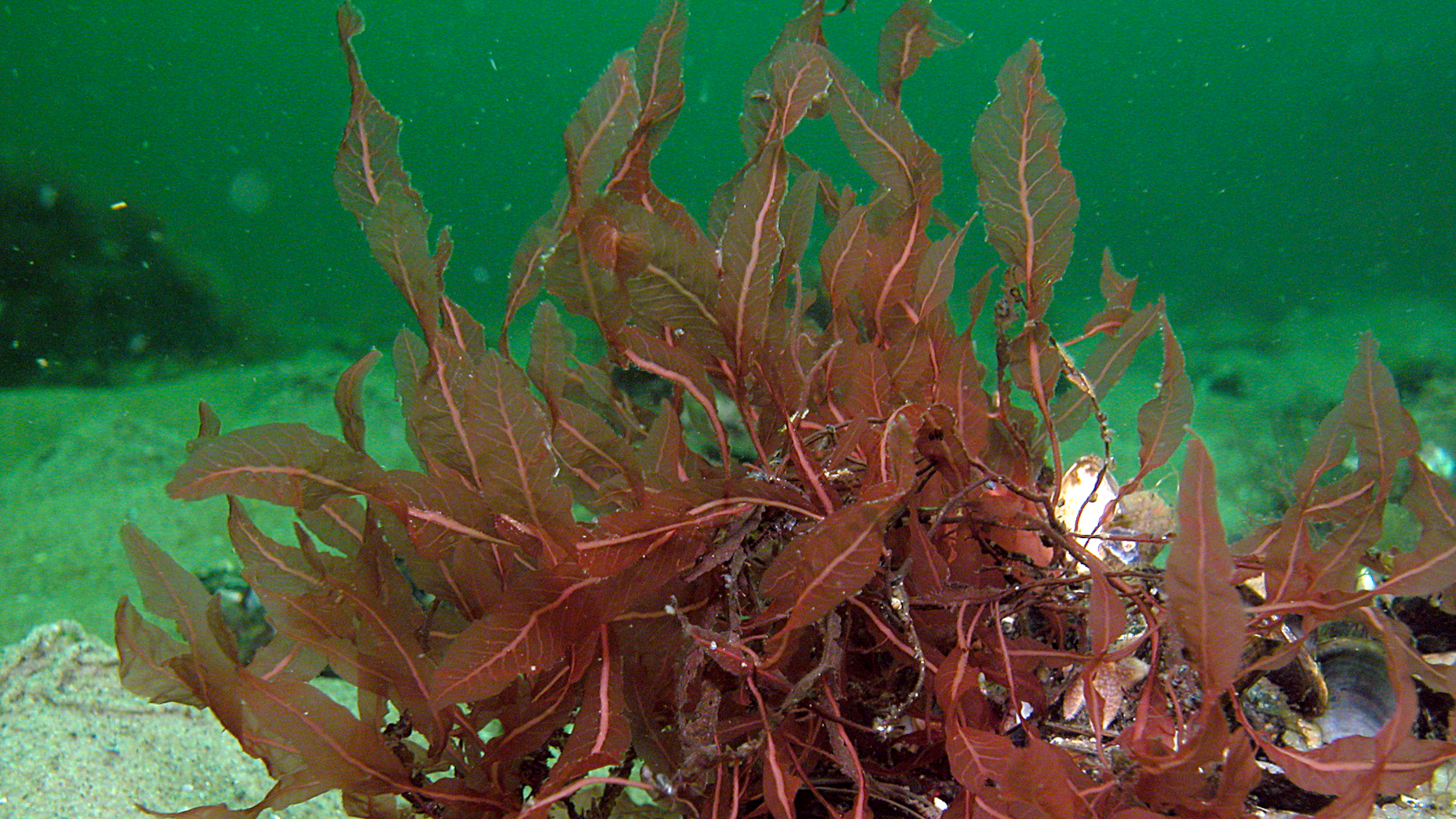 Der Blutrote Meerampfer ist eine Rotalge, die ausschließlich im Meer vorkommt. Foto: Dr. Dirk Schories