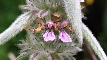 Der deutschlandweit seltene Deutsche Ziest (Stachys germanica) ist im Saarland stark gefährdet.