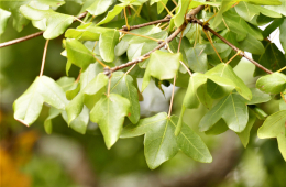 Der Französischen Ahorn ist in Deutschland zwar sehr selten, gilt aber als ungefährdet.