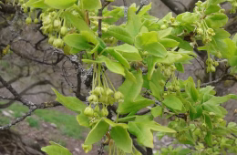 Blüten des Französischen Ahorn im Frühjahr.