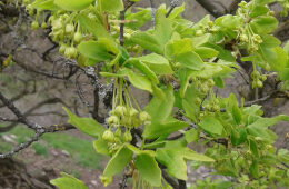 Blüten des Französischen Ahorn im Frühjahr.