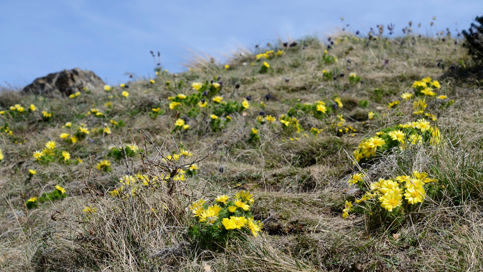 Zwischen den vertrockneten Gräsern des Vorjahres bilden die Adonisröschen auf diesem Trockenrasen den ersten auffälligen Blühaspekt des Frühjahres. Foto: Dominik/AdobeStock