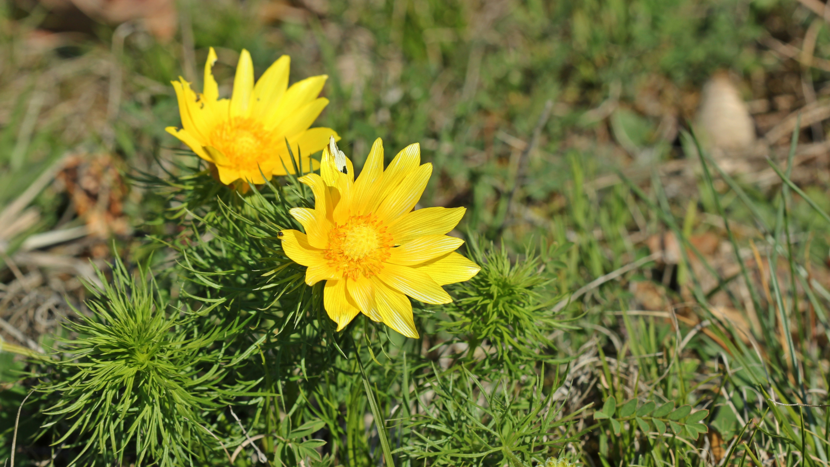 Etwa 20 goldgelbe Kronblätter umgeben die Blüten des Frühlings-Adonisröschens. Ihr Durchmesser beträgt 5-7 cm. Foto: Schmutzler-Schaub/AdobeStock