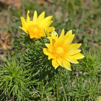 Etwa 20 goldgelbe Kronblätter umgeben die Blüten des Frühlings-Adonisröschens. Ihr Durchmesser beträgt 5-7 cm. Foto: Schmutzler-Schaub/AdobeStock
