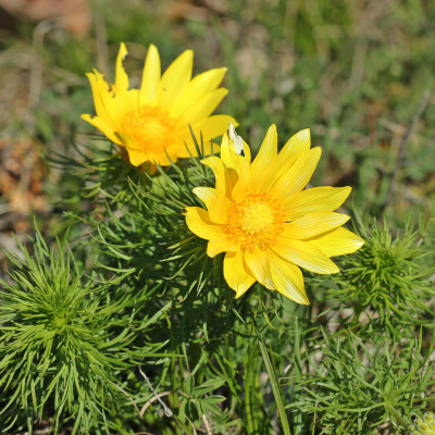 Etwa 20 goldgelbe Kronblätter umgeben die Blüten des Frühlings-Adonisröschens. Ihr Durchmesser beträgt 5-7 cm. Foto: Schmutzler-Schaub/AdobeStock