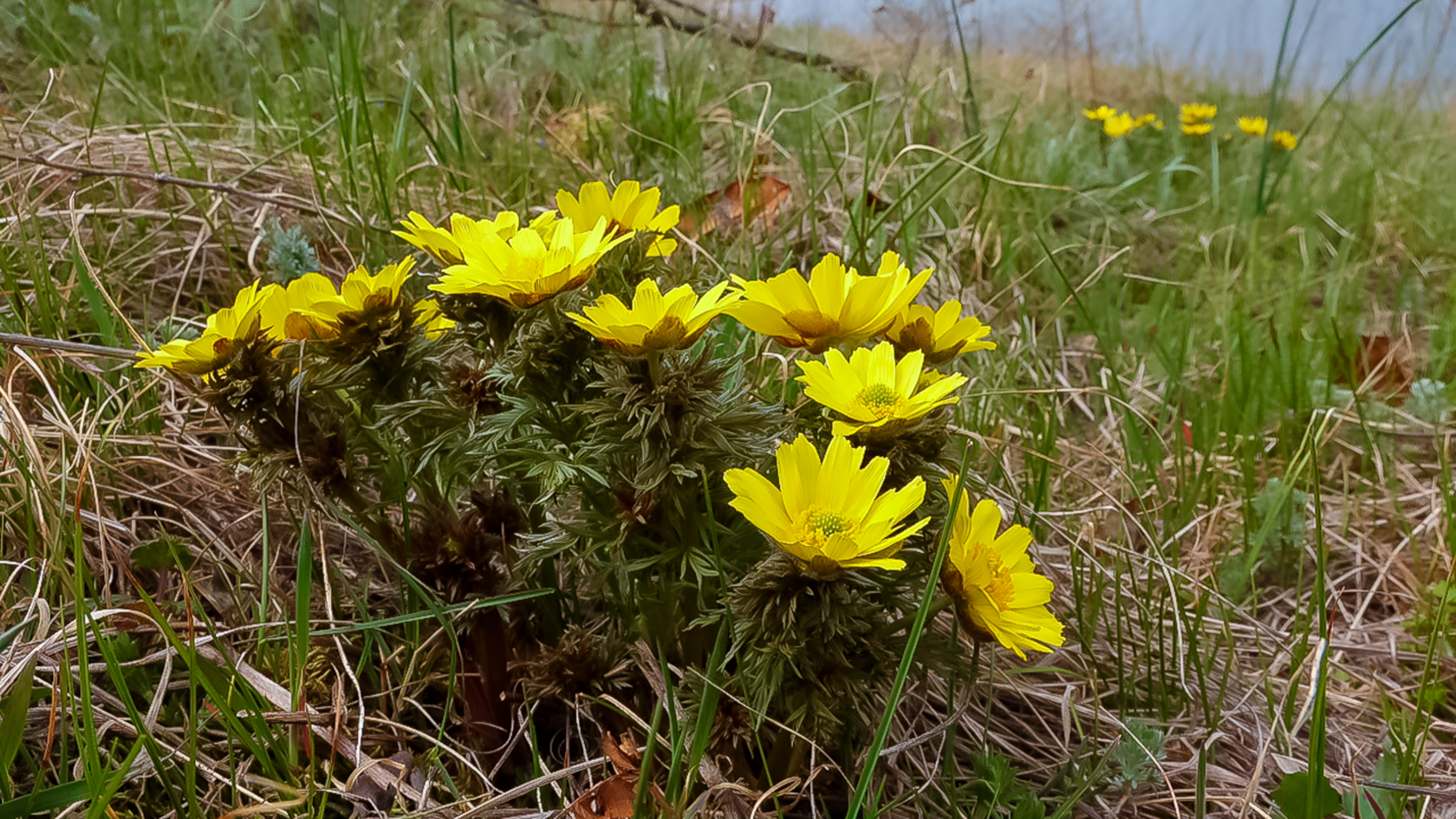 Die meist einkopfigen Blühtriebe entspringen einem unterirdischen Rhizom und sind von dichten, stark zerschlitzten Laubblättern eingehüllt. Foto: Oleg Kovtun/AdobeStock