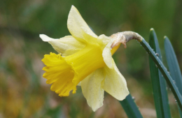 Die Blüten der einheimische Gelben Narzisse sind beinah zweifarbig.