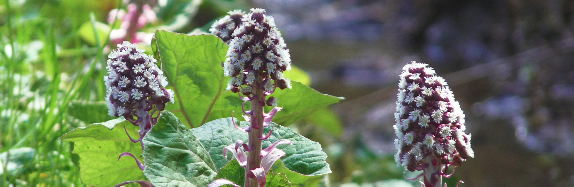 Der Gewöhnliche Pestwurz (Petasites hybridus) ist in Deutschland ungefährdet. Foto: Dr. Günter Matzke-Hajek.