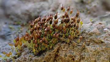    Das wärmeliebende Hohlblättrige Flügelnervmoos wächst auf kalkreicher Erde an sonnenexponierten Stellen. Es steht auf der Vorwarnliste. Foto: Stefan Gey