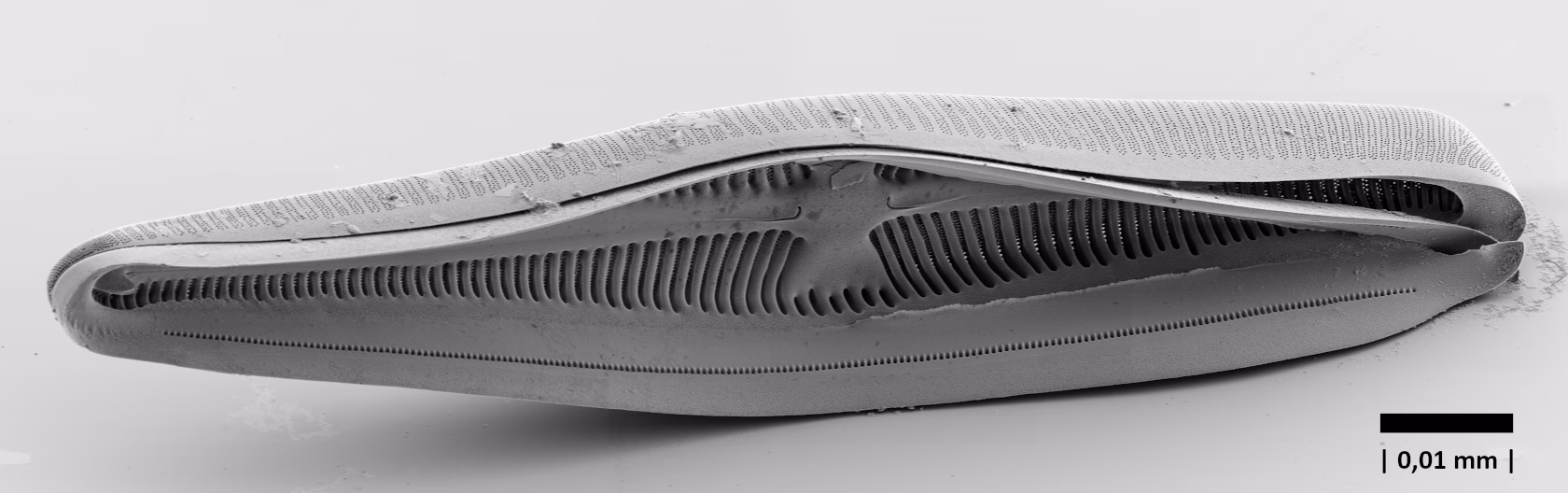 Rasterelektronenmikroskopische Abbildung einer präparierten Kieselschale von Gomphonella tegelensis mit Blick in das Innere einer Schachtelhälfte. Der schwarze Balken entspricht 10 µm (0,01 mm). Foto: Oliver Skibbe, Juliane Bettig, Forschungsgruppe Diatomeen, Botanischer Garten u. Botanisches Museum Berlin, Freie Universität Berlin