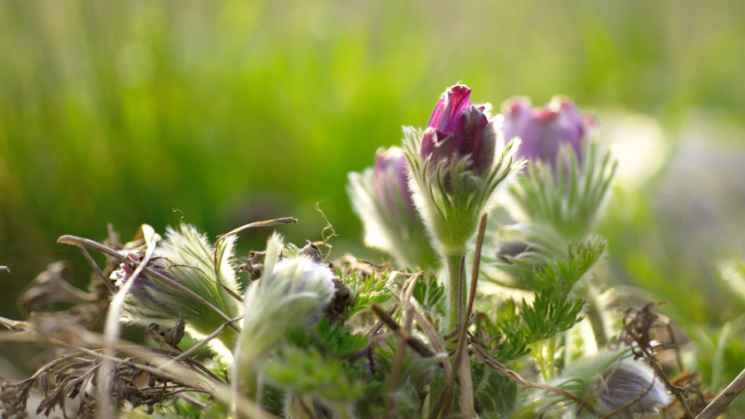 Die Gewöhnliche Küchenschelle (Pulsatilla vulgaris) gilt in Deutschland als gefährdet. 