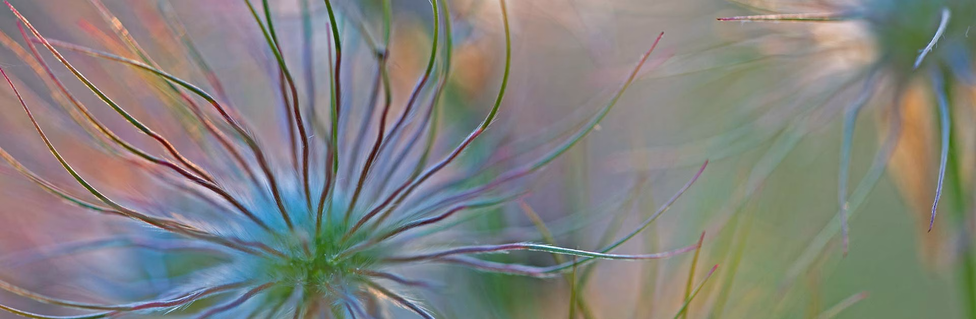 Fruchtstand der Gewöhnlichen Küchenschelle (Pulsatilla vulgaris). Die Art gilt als gefährdet. Foto: Heinz Buls.