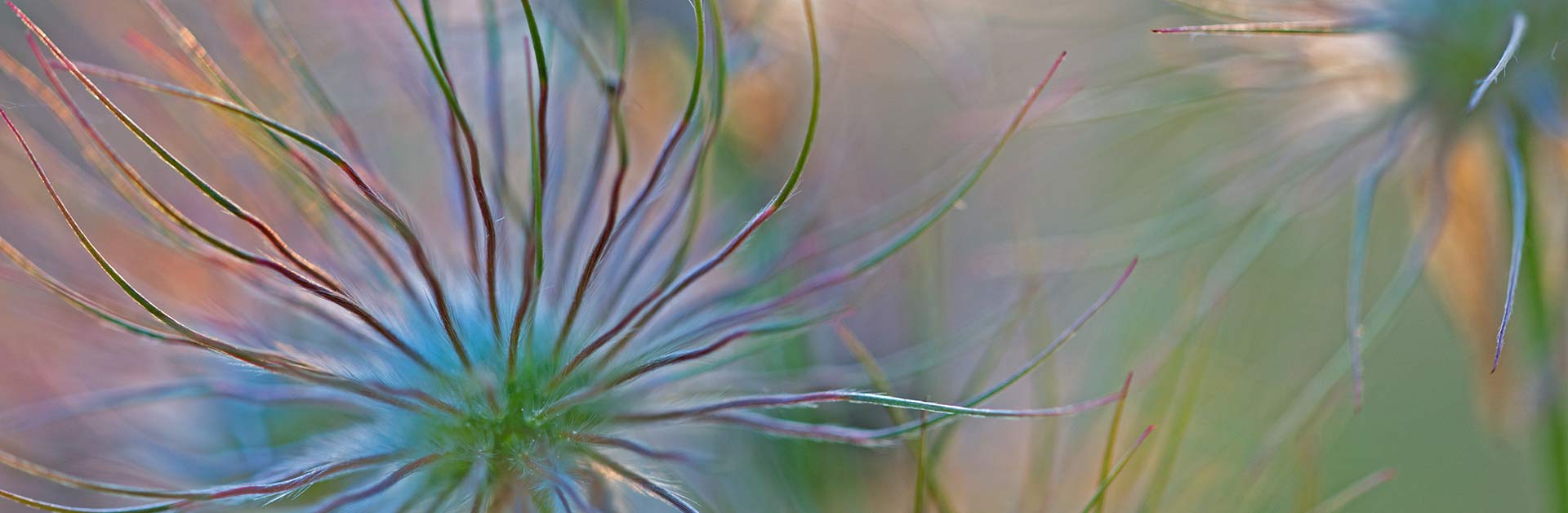 Fruchtstand der Gewöhnlichen Küchenschelle (Pulsatilla vulgaris). Die Art gilt als gefährdet. Foto: Heinz Buls.