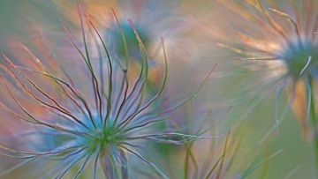 Fruchtstand der Gewöhnlichen Küchenschelle (Pulsatilla vulgaris). Die Art gilt als gefährdet. Foto: Heinz Buls.