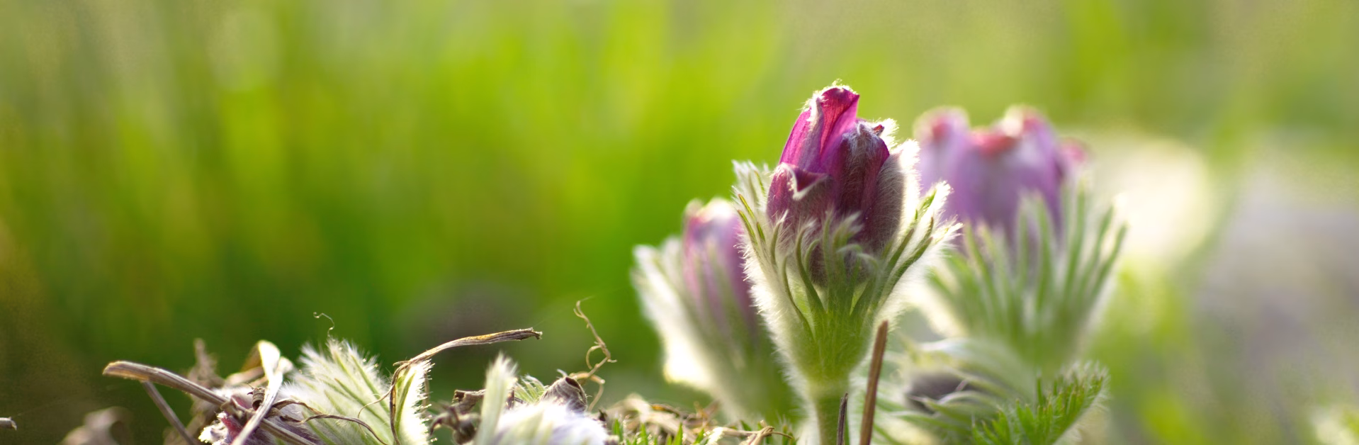Die Gewöhnliche Küchenschelle (Pulsatilla vulgaris) gilt in Deutschland als gefährdet. Foto: Steve Schöfisch