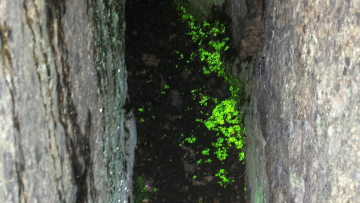 Leuchtmoosvorkommen in den Quarksteinen im Erzgebirge. Foto: Stefan Gey