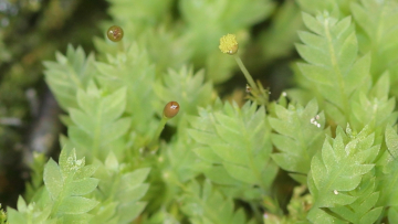 Die Moospflanzen des Leuchtmooses mit ihren Sporenträgern, aus denen die Sporen (gelb) abgegebenwerden. Insekten und Spinnen verfrachten sie an vergleichbare Standorte. Foto: Stefan Gey