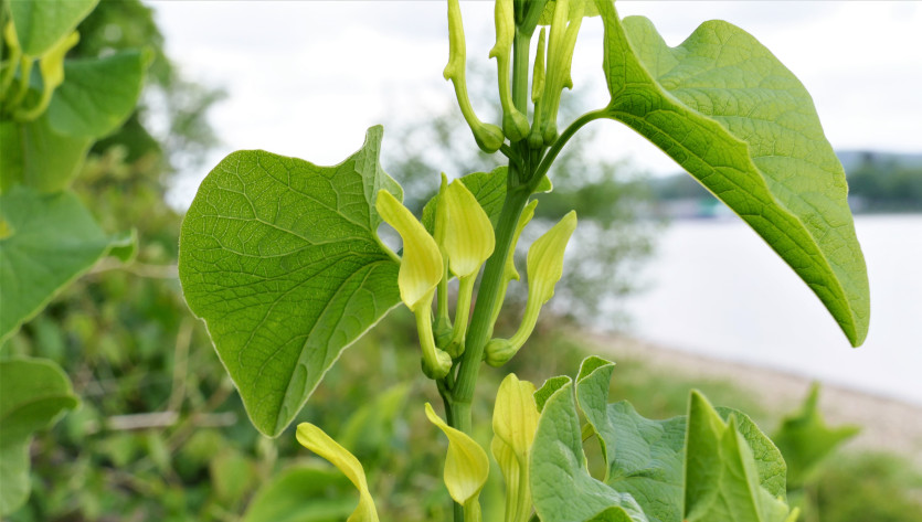 Die Blüten der Osterluzei sind so genannte Kesselfallen. Sie halten die bestäubenden kleinen Fliegen so lange fest, bis diese mit frischem Pollen bepudert sind. Foto: Dr. Günter Matzke-Hajek.