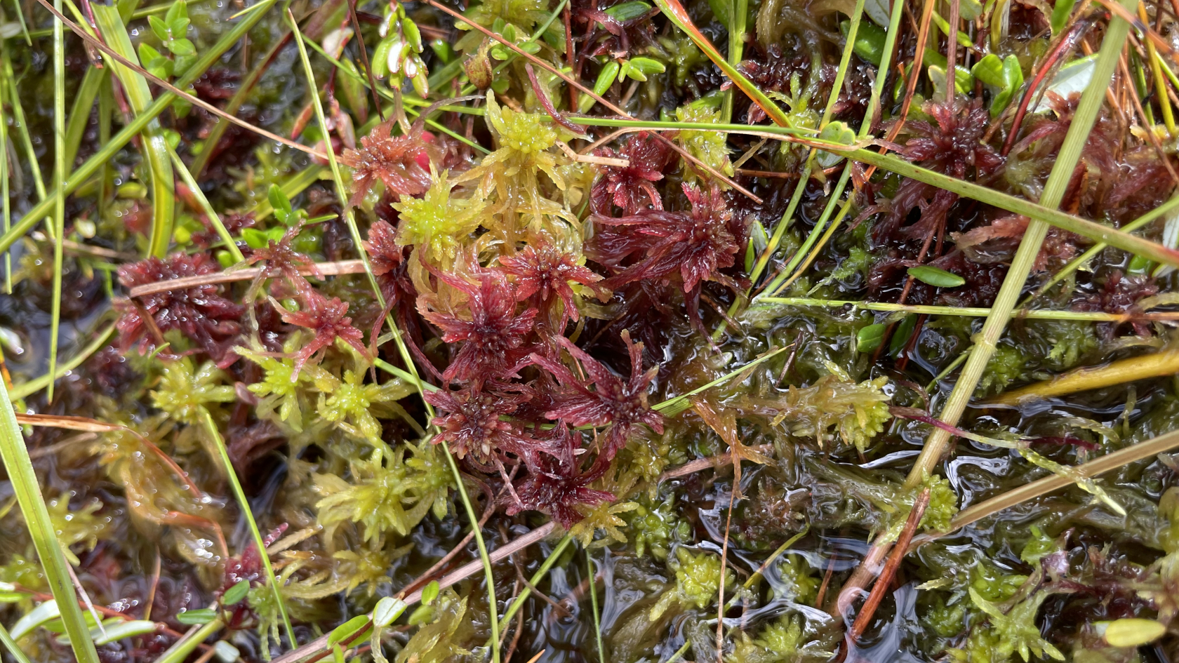 Das Rötliche Torfmoos ist noch in südlichen Regionen Bayerns im (Vor-)Alpenland sowie in Teilen des Norddeutschen Tieflandes zu finden.  Foto: Marie Hild