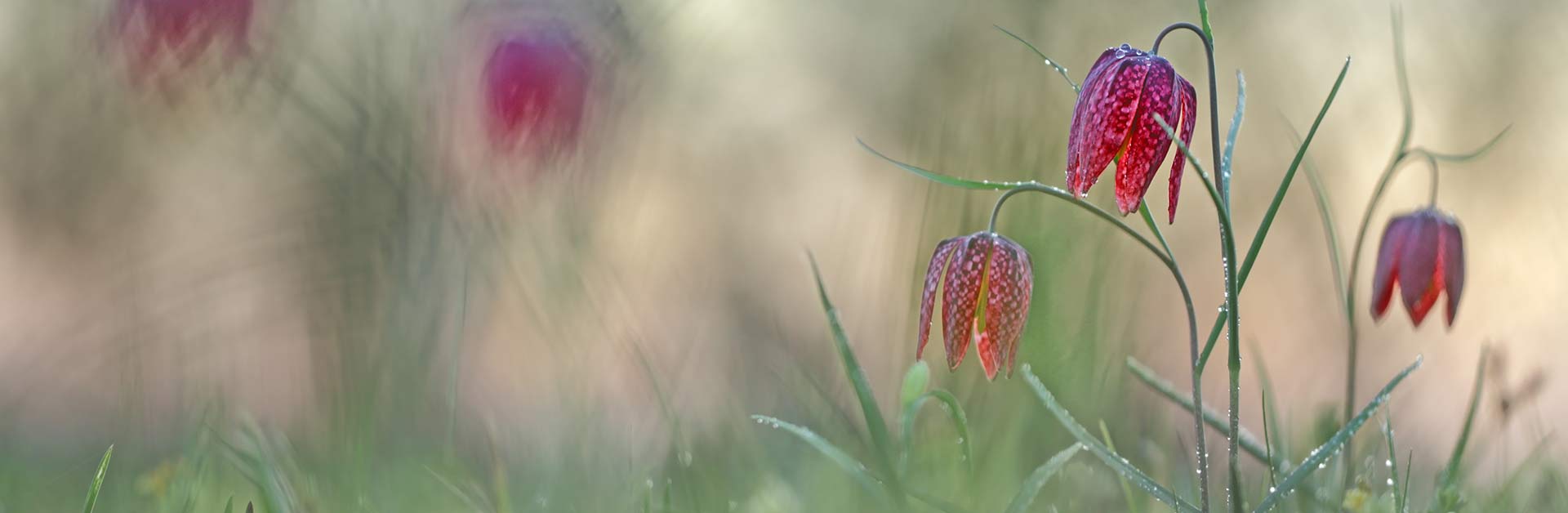 Die Schachblume (Fritillaria meleagris) ist in der Roten Liste der Farn- und Blütenpflanzen (Trachaeophyta) Deutschlands als gefährdet aufgeführt. Foto: Heinz Buls.
