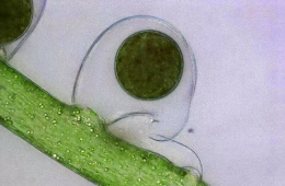 Die Schlauchalge Vaucheria bursata gilt in Deutschland als ungefährdet. © Foto: Dr. Karl-Heinz Linne von Berg