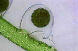 Die Schlauchalge Vaucheria bursata gilt in Deutschland als ungefährdet. © Foto: Dr. Karl-Heinz Linne von Berg