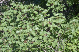 Der Schweizer Ahorn (Acer opalus) ist vor allem in Südwesteuropa verbreitet.