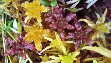 Das Torfmoos Sphagnum warnstorfii gilt in Deutschland als selten und stark gefährdet. Bild: Dr. Steffen Caspari