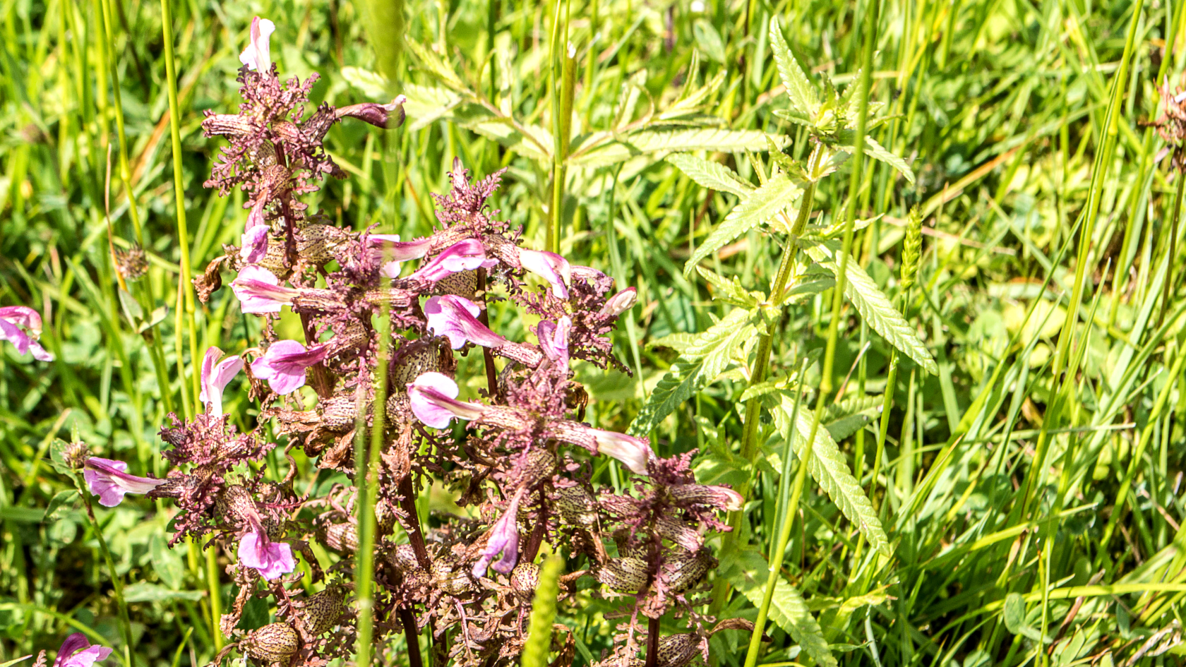 Das zwischen Mai und August blühende Sumpf-Läusekraut zapft als Halbschmarotzer die Wurzeln von Seggen (Carex spec.) an und gelangt so an Wasser und Nährsalze. Foto: henkbouwers/AdobeStock