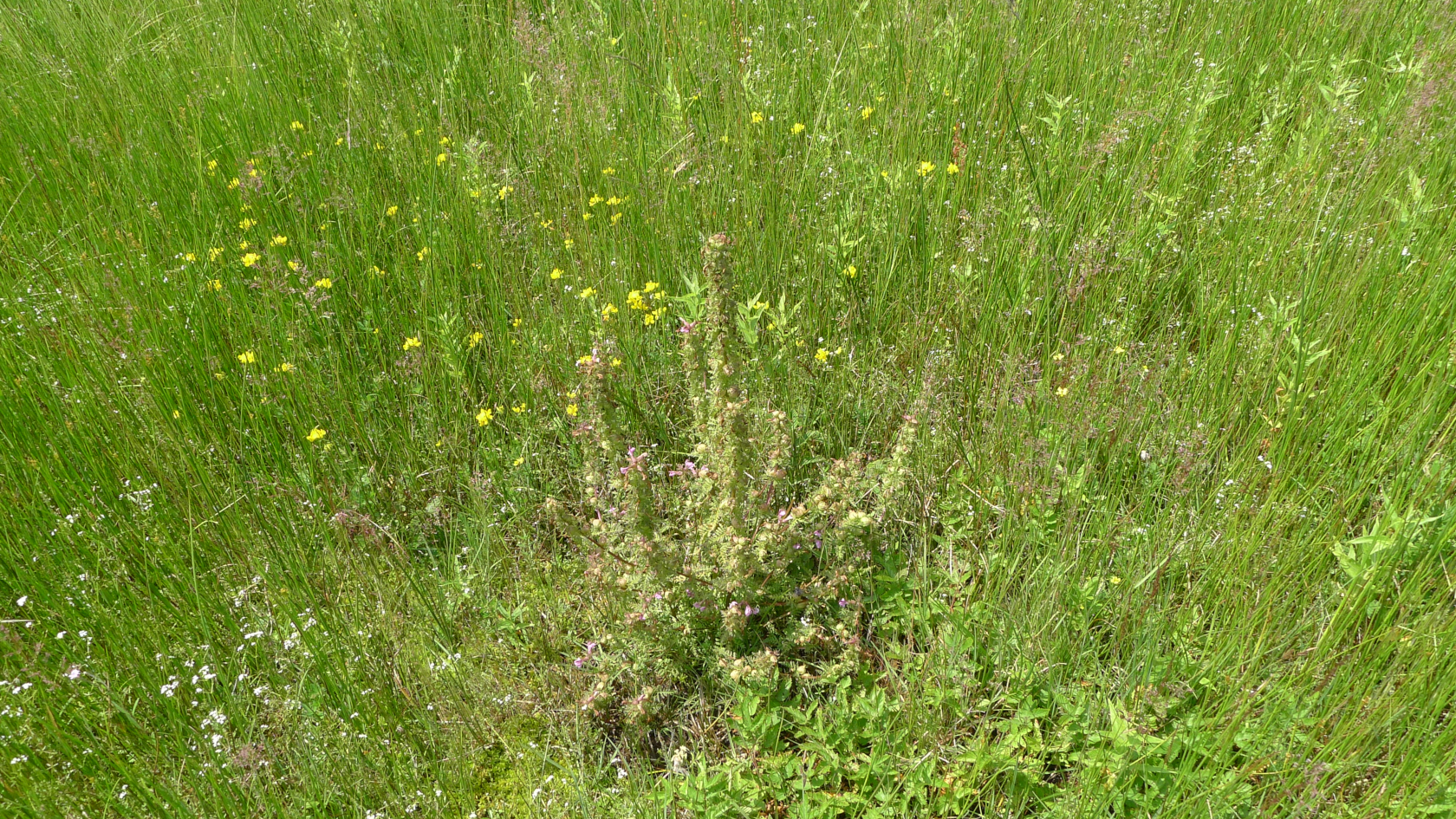 Das Sumpf-Läusekraut sorgt dafür, dass im Sommer „Lichtinseln“ in sonst dichten Feuchtwiesen entstehen. Foto: Dr. Steffen Caspari
