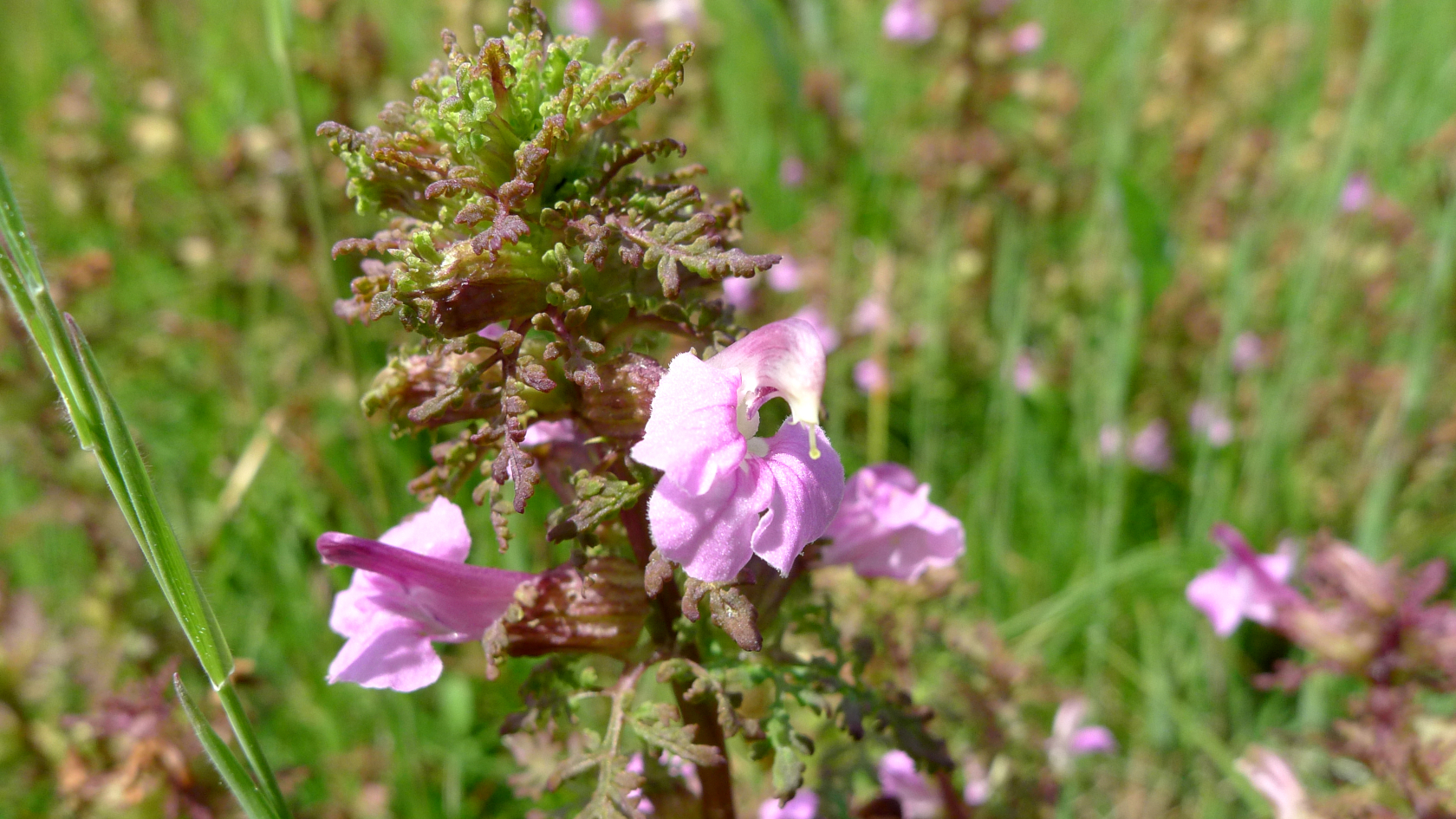 Das seltene Sumpf-Läusekraut ist nach Bundesartenschutzverordnung „besonders geschützt“. Foto: Dr. Steffen Caspari