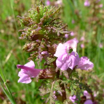 Das seltene Sumpf-Läusekraut ist nach Bundesartenschutzverordnung „besonders geschützt“. Foto: Dr. Steffen Caspari