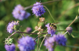 Für Insekten bieten die Blüten des Teufelsabbiss eine wichtige Nahrungsquelle.