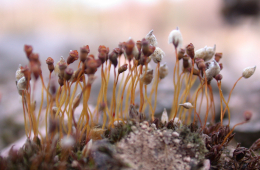 Das Zwerg-Filzmützenmoos (Pogonatum nanum) gehört zu den Laubmoosen und ist laut Rote Liste stark gefährdet. Es wächst an nährstoffarmen, sauren Rohbodenstandorten und ist empfindlich gegenüber Stickstoffeinträgen. © Foto: Dr. Steffen Caspari