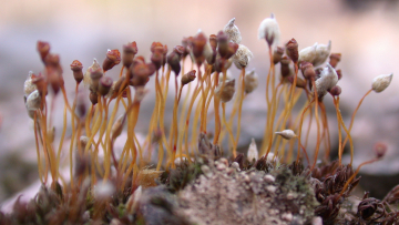 Das Zwerg-Filzmützenmoos (pogonatum nanum) gehört zu den Laubmoosen und ist laut Rote Liste stark gefährdet. Foto: Steffen Caspari