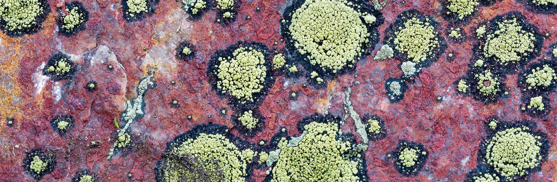 Landkartenflechte (Rhizocarpon geographicum), fotografiert  im Erzgebirge. Foto: Klaus Bombach.