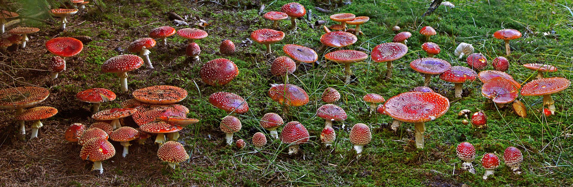 Viele Großpilzarten, wie auch die Fliegenpilze, stehen in direktem Kontakt mit anderen Lebewesen. Über feine Pilzfäden nehmen sie Kontakt zu Pflanzenwurzeln auf und leiten einen gegenseitigen Austausch mit Nährstoffen, Mineralien und Wasser ein. Foto: Hei