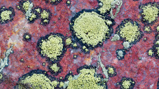 Landkartenflechte, Foto: Klaus Bombach.