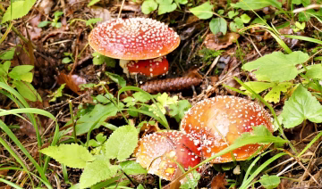 Fliegenpilze sind wegen der kontrastreich rot-weißen Hüte unverwechselbar. Foto. Dr. Günter Matzke-Hajek