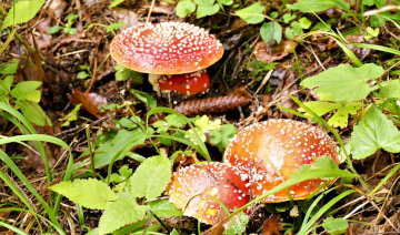 Fliegenpilze sind wegen der kontrastreich rot-weißen Hüte unverwechselbar. Foto. Dr. Günter Matzke-Hajek