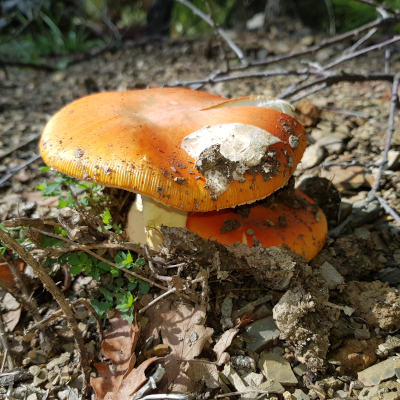 Nur selten bleiben Hüllreste auf dem Hut zurück. Foto: Peter Karasch
