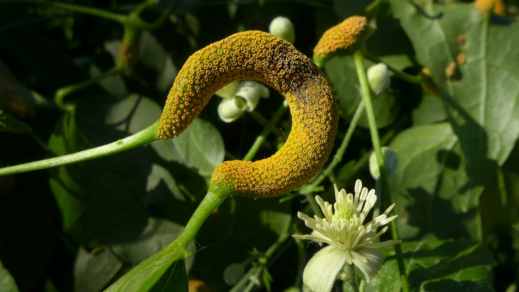   Der Rostpilz Puccinia alnetorum fällt mit seinen dicht gedrängten orangefarbenen Sporenlager an den verkrümmten Blattstielen und Blättern der Gewöhnlichen Waldrebe (Clematis vitalba) sehr auf.  Foto: Julia Kruse 