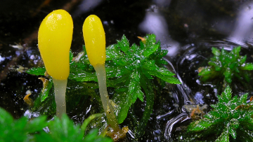 Sumpf-Haubenpilze im Torfmoos mit glasig-weißen Stielen und zitronengelben Köpfchen. Foto: Dr. Matthias Theiß