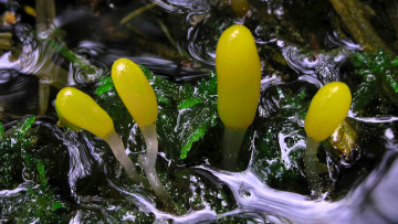 Eine Gruppe Sumpf-Haubenpilze in einem moosigen Waldbach. Foto: Dr. Matthias Theiß