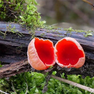 Zwei Namen – eine Art: In der Roten Liste der Großpilze heißt er „Zinnoberroter Prachtbecherling", in anderen Quellen „Scharlachroter Kelchbecherling". Foto: Gerhard/AdobeStock