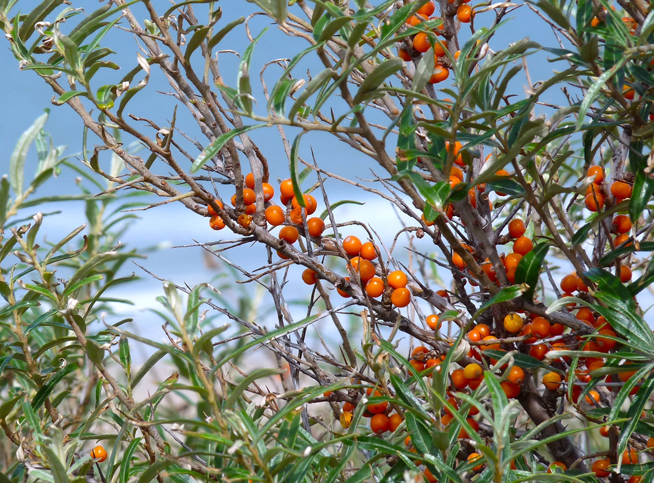 Auf Dünen entlang der deutschen Küsten ist der Gewöhnliche Sanddorn (Hippophaë rhamnoides subsp. rhamnoides) verbreitet. Foto: Dr. Günter Matzke-Hajek