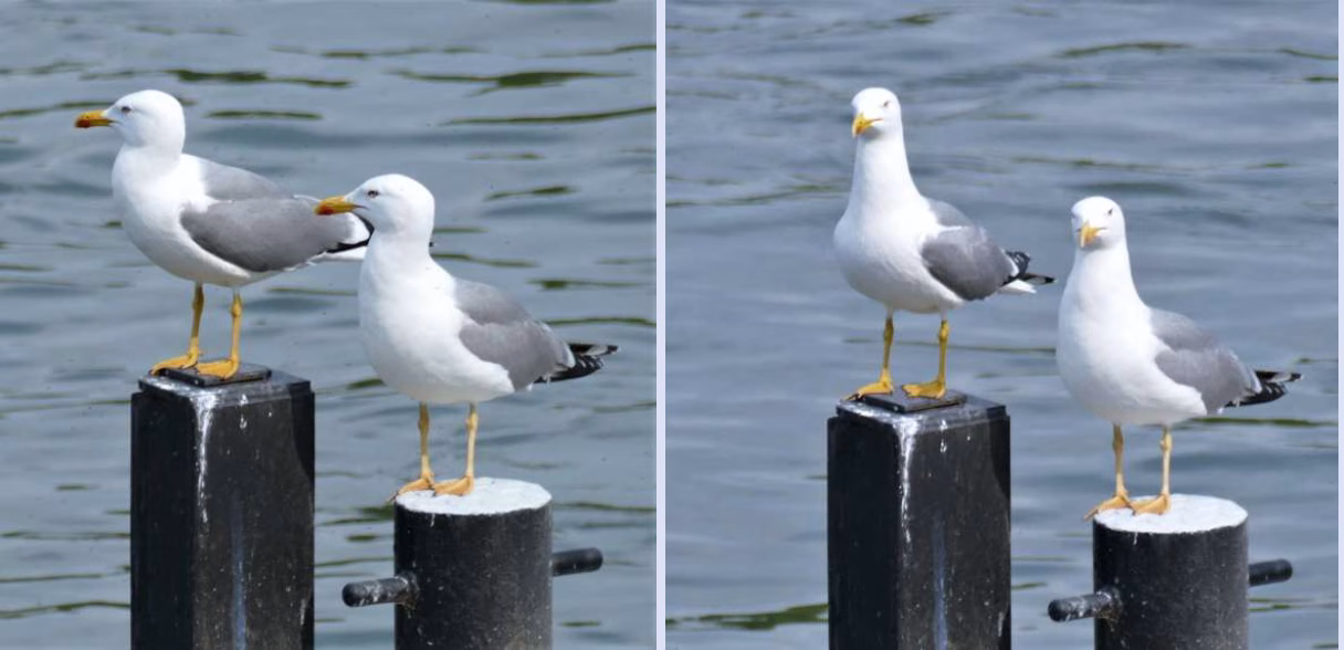 Mittelmeermöwen in der Weltstadt Bonn. Foto: Doppelkornweihen.