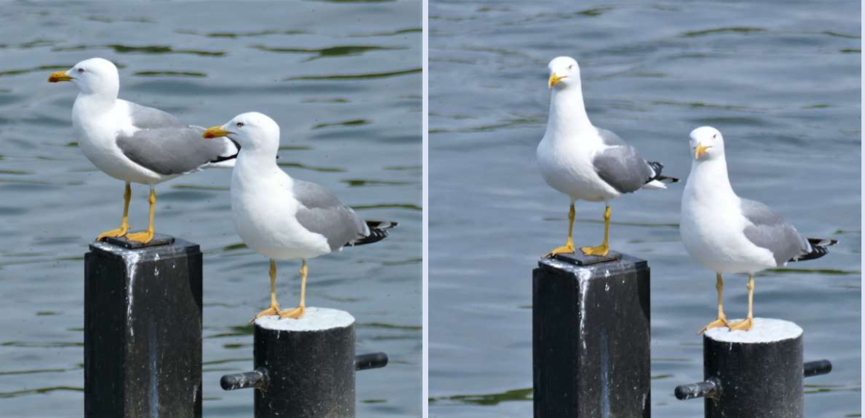 Mittelmeermöwen in der Weltstadt Bonn. Foto: Doppelkornweihen. 