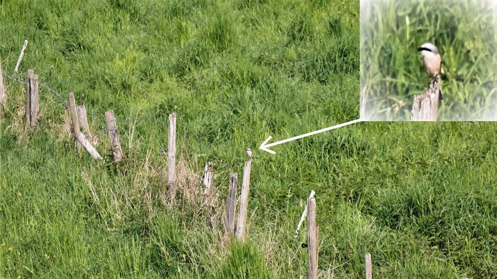 Weidezäune sind für viele Vögel beliebte Sitzwarten. Foto: Doppelkornweihen